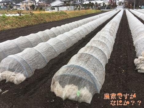 20170326長ねぎ播種.jpg