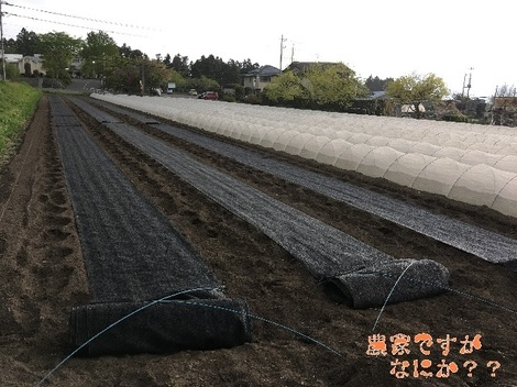 20170429長ねぎ播種.jpg