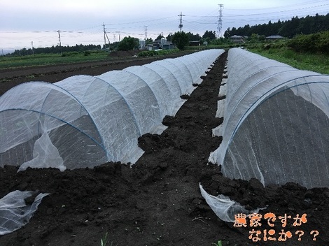 20170527播種.jpg