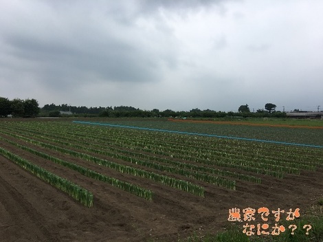 20170627ねぎ.jpg