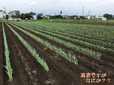 20170728長ねぎ.jpg