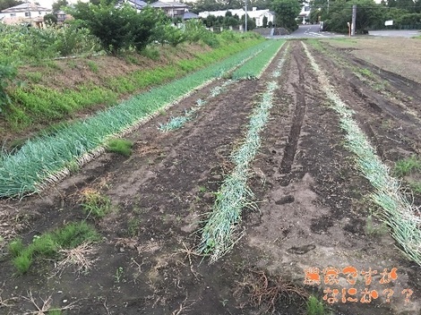 20170814苗.jpg