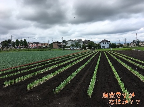 20170814長ねぎ.jpg