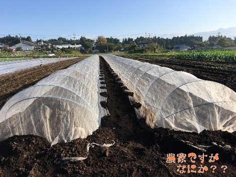 20171010ねぎ播種.jpg