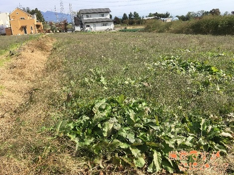 20171102農地2前.jpg
