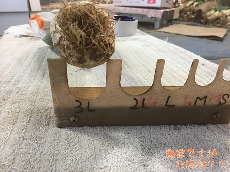 20171223下仁田ネギ 3Lオーバー.jpg