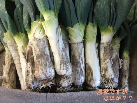20171223下仁田ネギ 箱.jpg