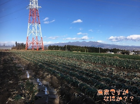 20171223下仁田ネギ畑.jpg