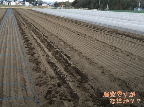 20180327長ねぎ播種.jpg