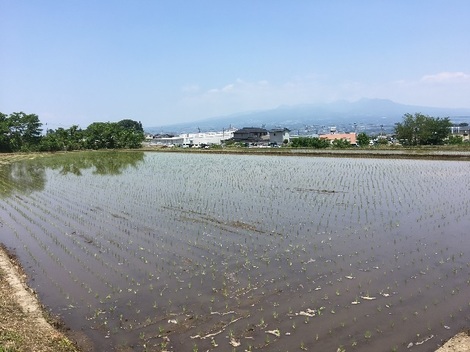 20180605田植え.jpg