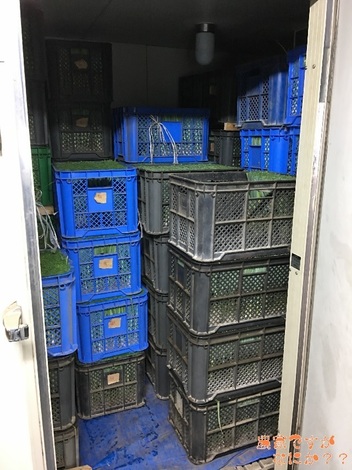 20180619苗.jpg