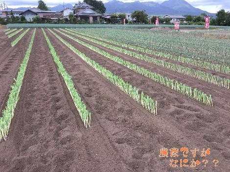 20180823長ねぎ.jpg