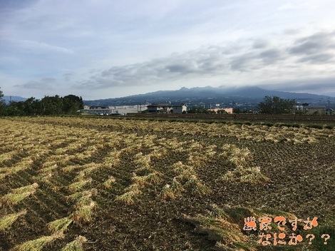 20181013稲刈り.jpg