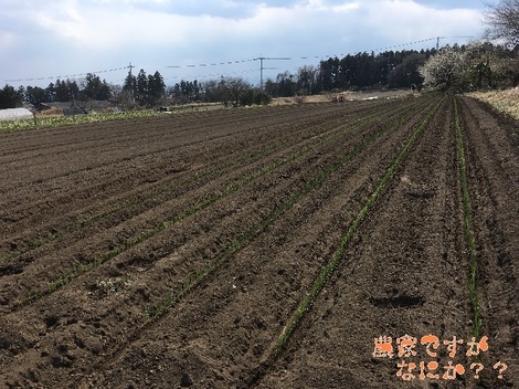 20190317定植2.jpg