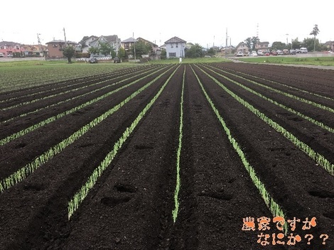 20190710長ねぎ定植.jpg