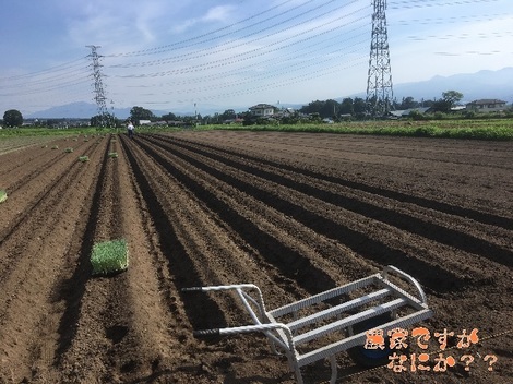 20190807ねぎ.jpg