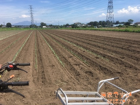 20190807ねぎ定植.jpg