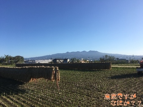 20191103はざ掛け.jpg