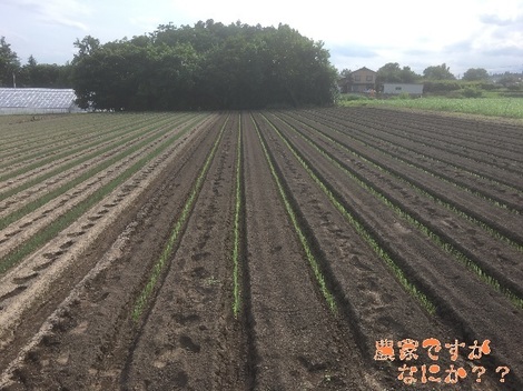 20200701ねぎ定植.jpg