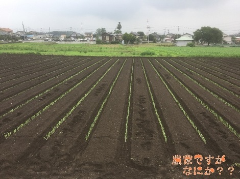 20200701長ねぎ定植1.jpg