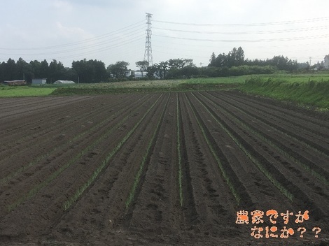 20200806長ねぎ定植(長岡5).jpg