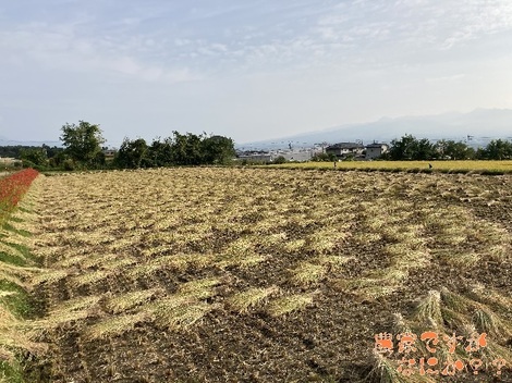 20201005稲刈り.jpg