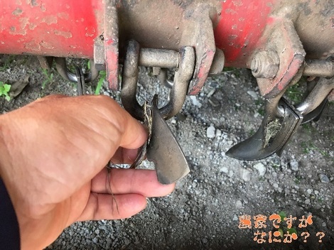 220180728いちょう爪.jpg