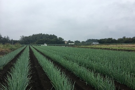 220180929ねぎ.jpg