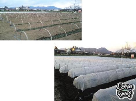 20110117 トンネル.jpg